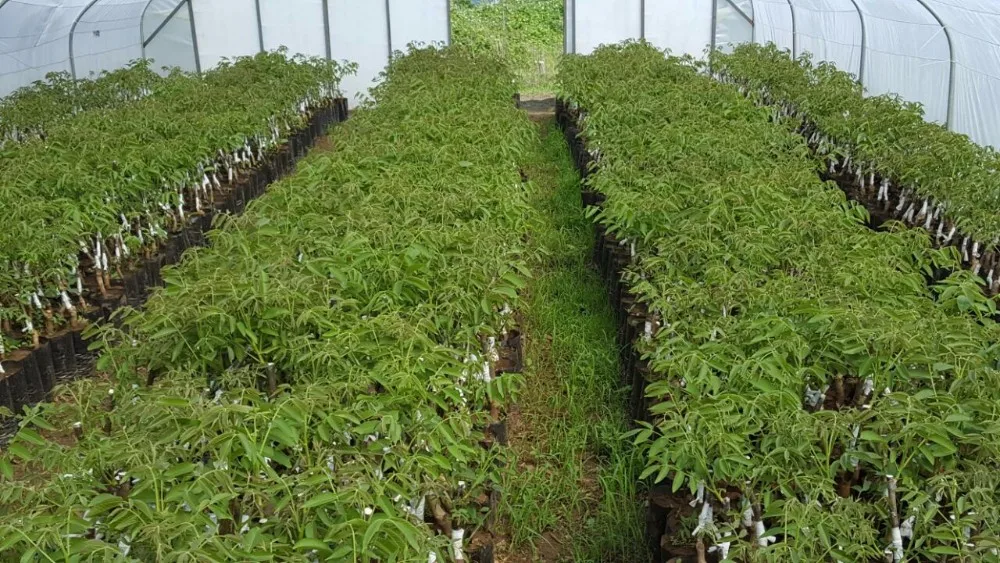 Walnut Sapling Walnut Seedling Walnut Plant Walnut Plants Walnut Plant