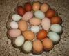 /product-detail/quality-chicken-eggs-at-cheap-price-fresh-brown-eggs-duck-eggs-50033451694.html