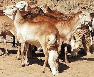 Sudan Live Sheep - Buy Sudan Live Sheep Product on Alibaba.com