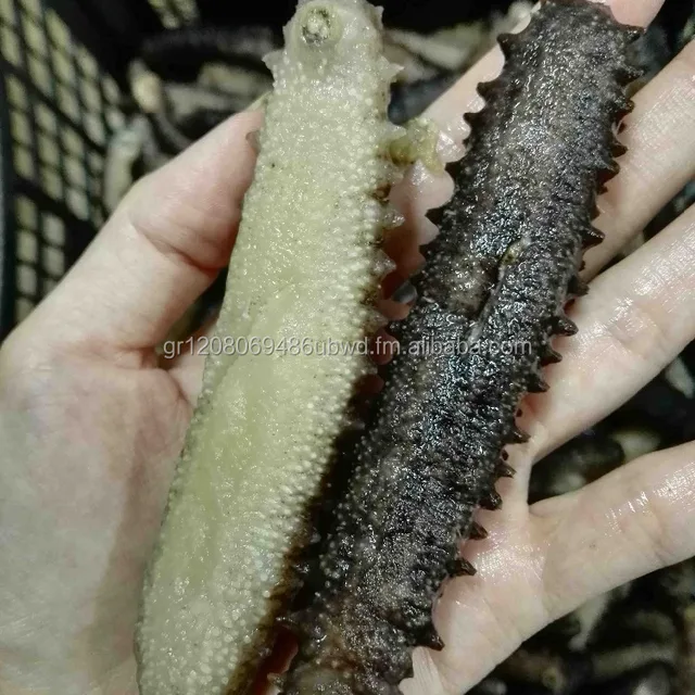 greece sea cucumbers