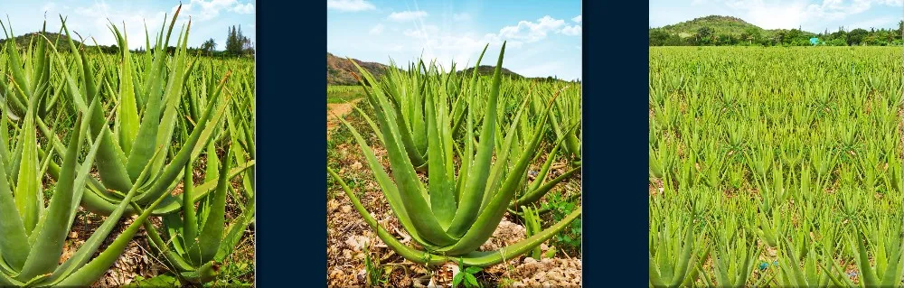 500ml Natural Aloe vera