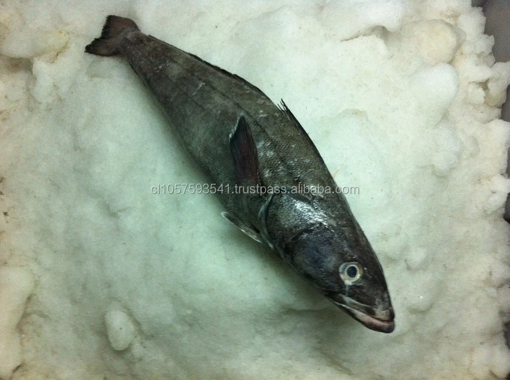 patagonian toothfish / chilean sea bass we are producers !