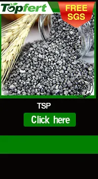 SSP_04
