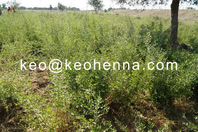 Herbal Henna Plant (4)