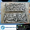 High Nutritious Value Completely Cleaned Sardine Fish