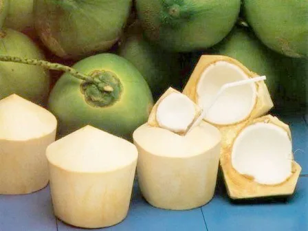 fresh young coconut/high quality fresh coconut/coconut fruit