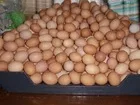 Farm Fresh chicken egg white and brown
