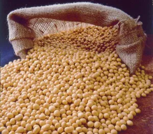 soybeans (beans)