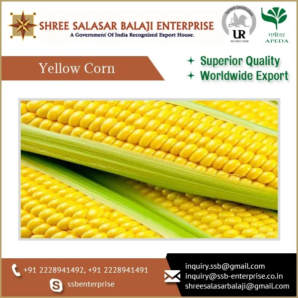 healthy and fresh yellow corn importers for food