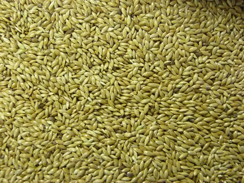 canary seeds buy organic canary seed canary bird seed canary seeds buy organic canary seed canary bird seed