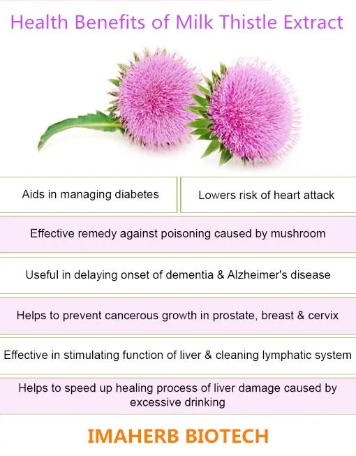 supply silybum marianum milk thistle powder extract