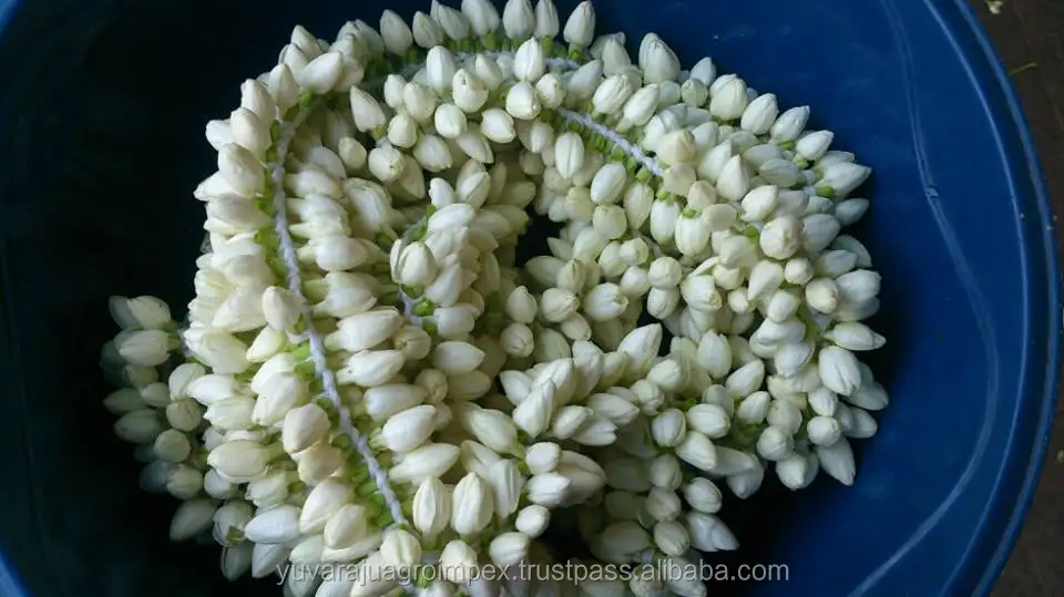 Jasmine Garland Supplier Buy Jasmine Garlands In Us,Jasmine Garland