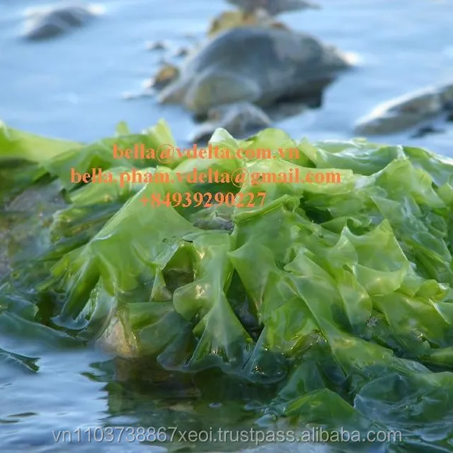 ulva sea lettuce