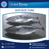 High Calorie Contain Skip Jack Tuna from Top Manufacturer