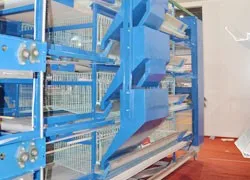 Chicken layer cage feeding machine