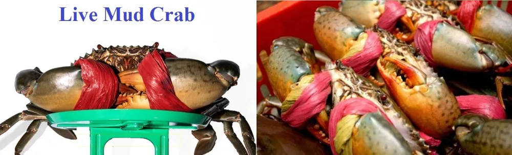 live mud crab (male / female ) for sales