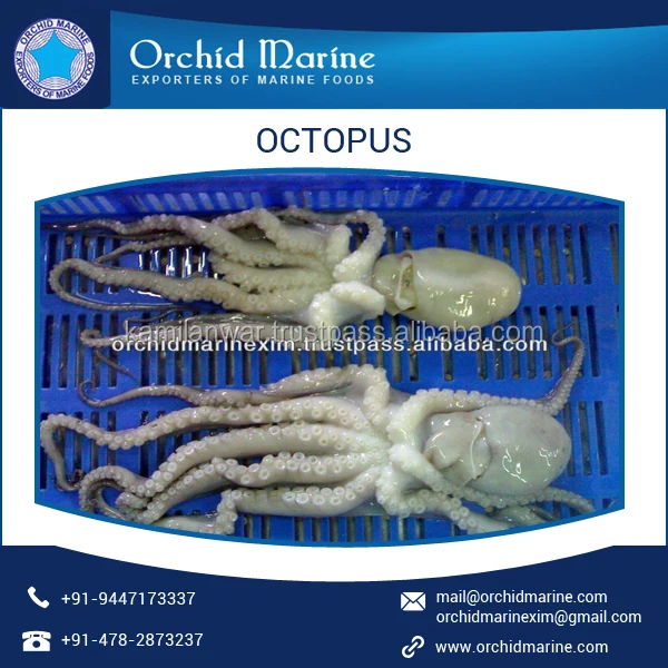 frozen octopus supplier