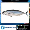 Best Quality Fresh Frozen Skipjack Tuna Fish Whole Round at Best Price