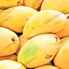 /product-detail/top-quality-mangoes-all-varieties-of-mangoes-available-62005138422.html