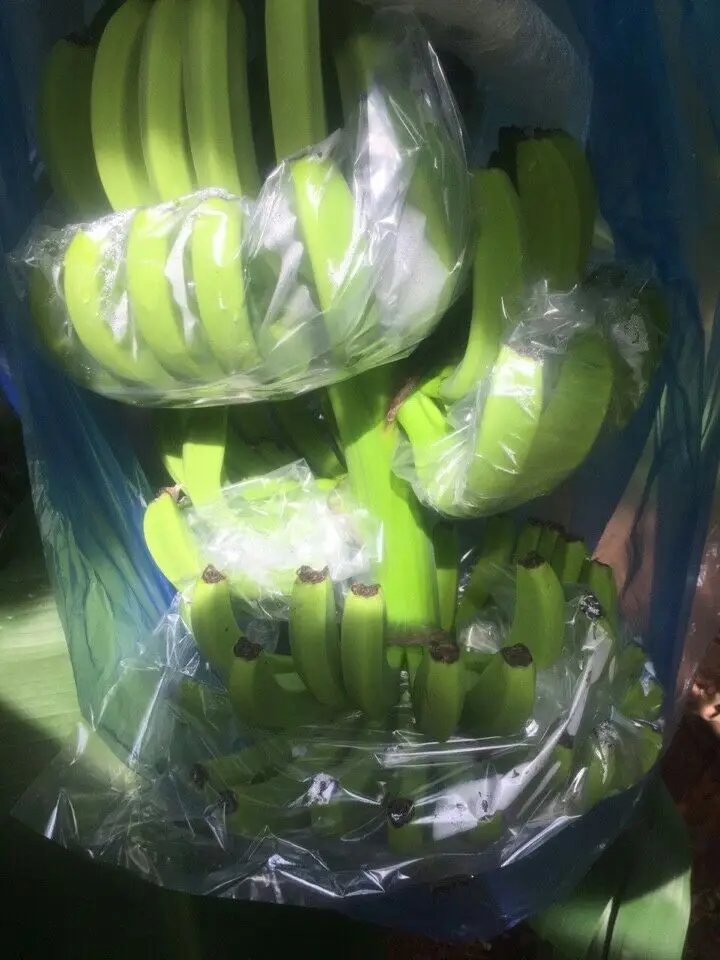 HIGH QUALITY CAVENDISH BANANA FROM VIET NAM