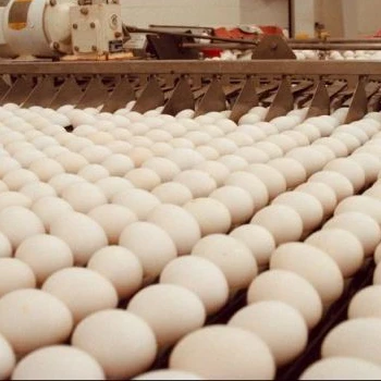 Best quality farm fresh brown & white chicken eggs for sale