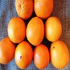 Red orange /yellow oranges / Quality Sweet Navel and Valencia Oranges