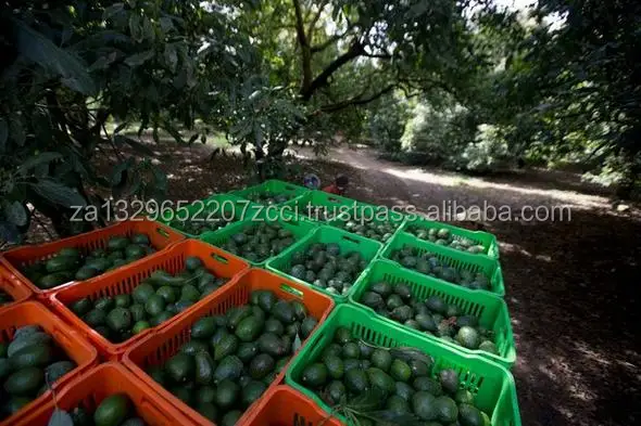 Avocados (13).jpg
