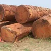 /product-detail/high-grade-cheap-afzelia-doussie-wood-logs-and-lumber-sawn-62008364029.html
