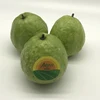 SWEET GUAVA - LOW PRICE FROM VIET NAM