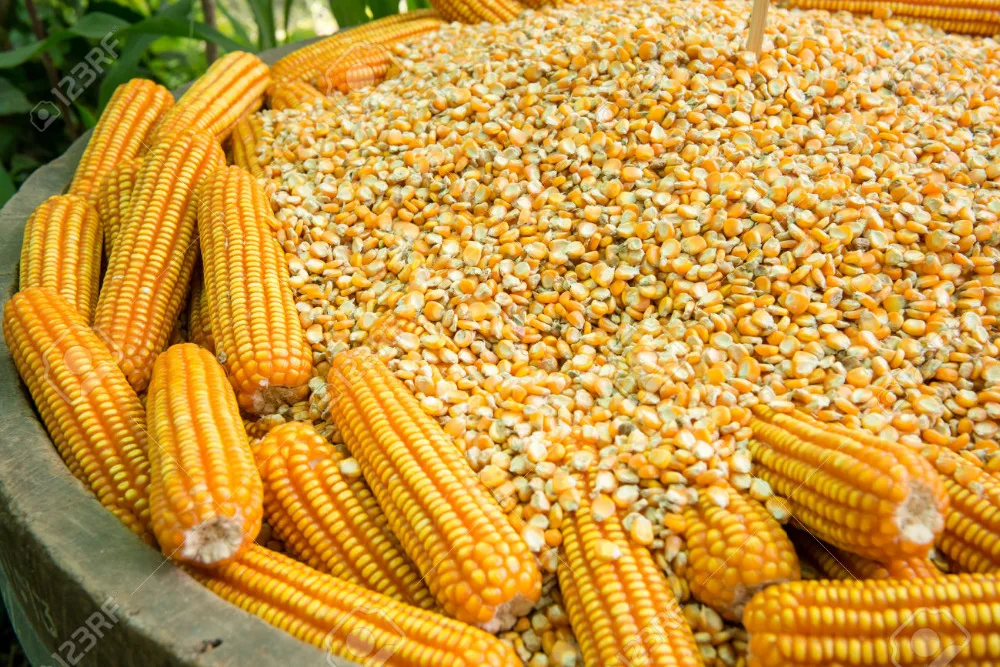 Где Купить Кукурузу В Самарской Области