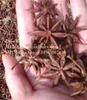 Star Aniseed / Anise seed / Star Anise Viet Nam