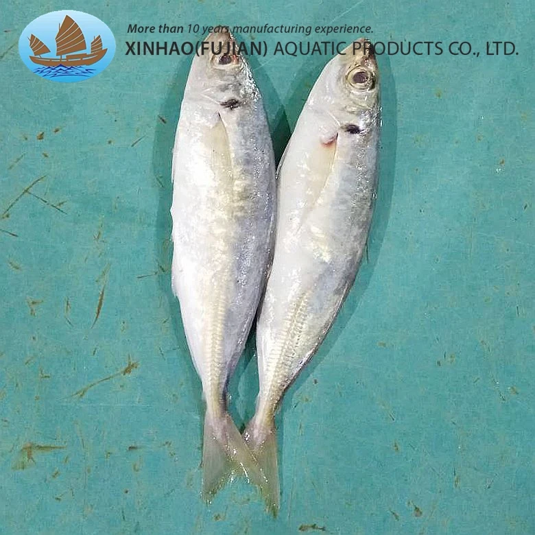 Factory direct sale whole round frozen horse mackerel fish price macheral