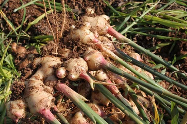 ginger.jpg