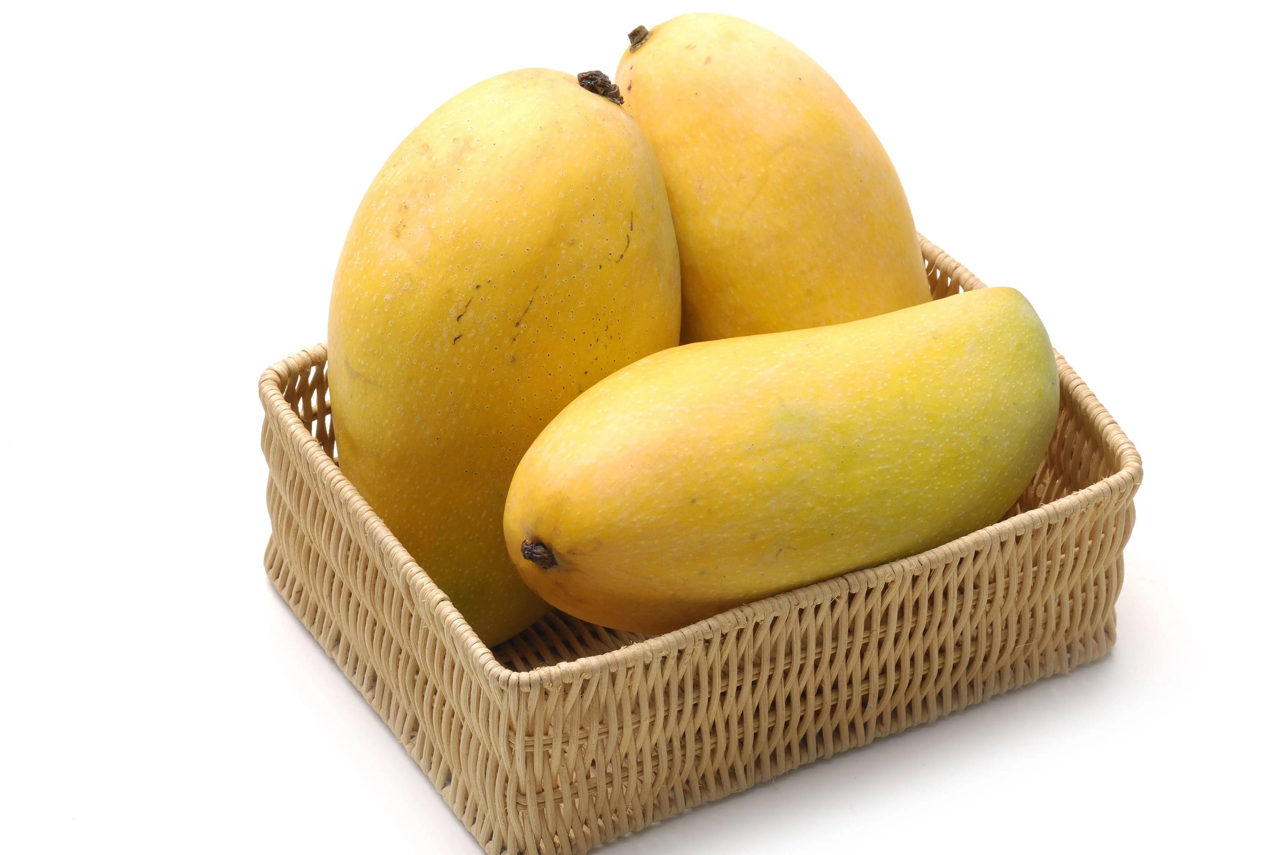 high quality sindhri mangoes