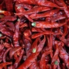 Top Quality Byadgi Dry Red Chilli Suppliers for Malaysia Market