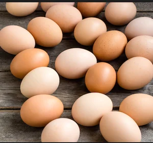 fresh chicken table eggs & fertilized hatching eggs white and