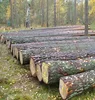 /product-detail/wood-logs-best-price-of-pine-logs-timber-from--50045476610.html