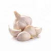 /product-detail/fresh-garlic-fresh-garlic-price-indian-high-quality-garlic-50039625432.html
