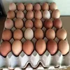 /product-detail/broiler-hatching-chicken-eggs-50038177365.html