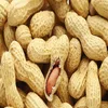 Peanuts with Good Price