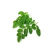 High quality moringa leaf/moringa leaf buyers/moringa hybrid Leaf