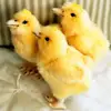 /product-detail/broiler-day-old-chicks-for-sale-62006338699.html