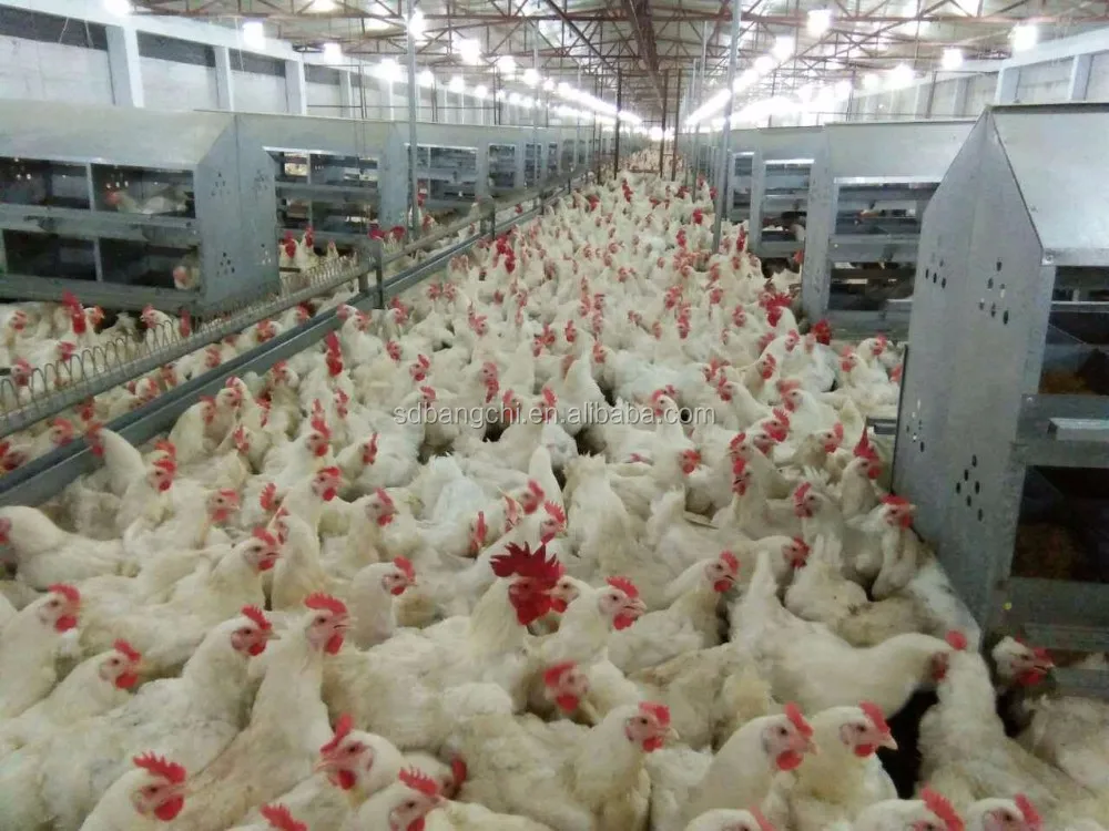 Chicken Egg  Nest Box Hens Laying Nest .jpg