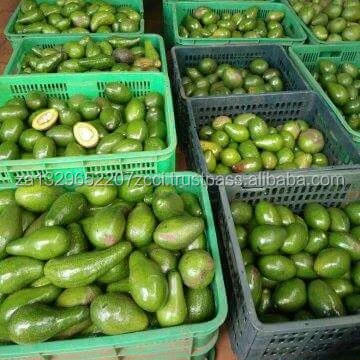 Avocados (11).jpg