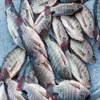 Sea Food Frozen Black Tilapia Fish with cheap price