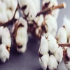 High quality Organic/BCI cotton fiber - raw cotton