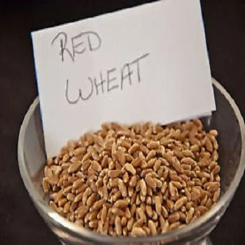 Barato trigo duro rojo de invierno fabricantes directos en los Estados Unidos