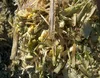 /product-detail/export-corn-silage-animal-feed-for-sale-50037804359.html