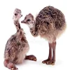 /product-detail/ostrich-chicks-for-sale-ostrich-chicks-one-month-old-1-6-months-chicks-healthy-62003257240.html