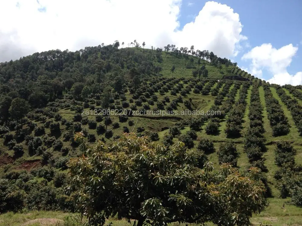 Avocados (1).jpeg